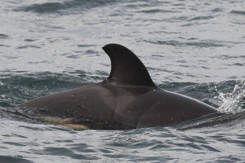 Salish Sea Welcomes Baby Orca For Southern Resident Orca L Pod - New Baby Orca L129 Spotted in Southern Resident L Pod - S